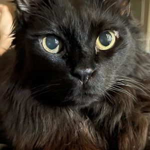 Meet your Posher, Josh